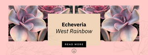 Echeveria West Rainbow