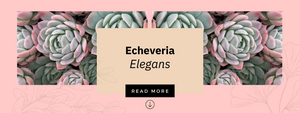 Echeveria Elegans