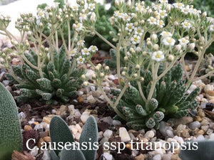 Crassula Growing, Care & Cultivation