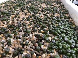 Succulent seed sowing for the beginner
