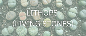 Lithops (Living Stones)