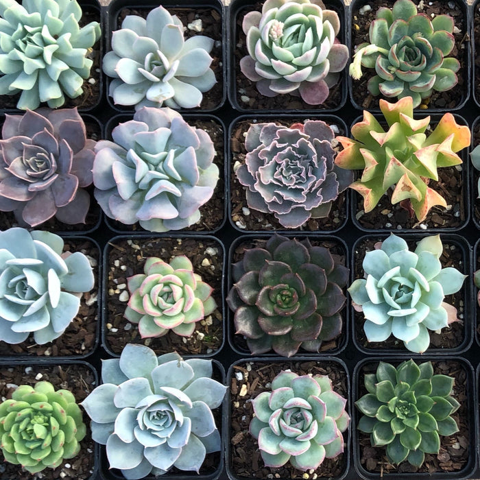 Echeveria Collection Pack