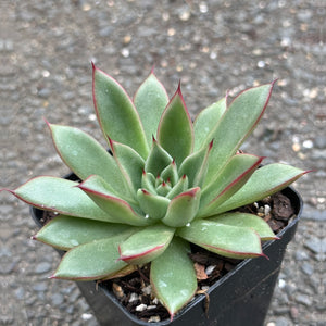 Echeveria agavoides Red Tips