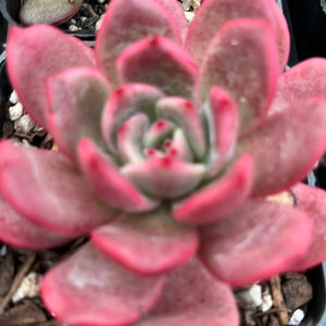 Echeveria Glam Pink