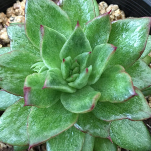 Echeveria agavoides x pulidonis Variegated
