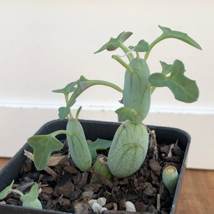 Senecio articulatus - Candle plant