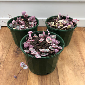Ceropegia woodii 'Chain of Hearts' - variegated