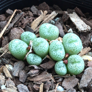 Conophytum truncatum ssp. truncatum 'brevitubum'