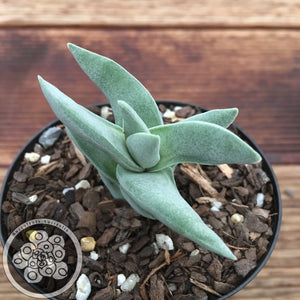 Crassula Perfoliata (miniature form)
