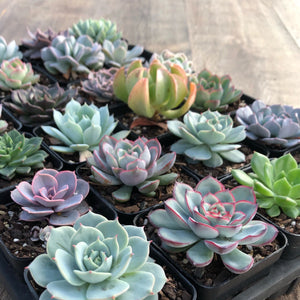 Echeveria Collection Pack