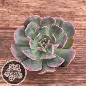 Echeveria tolimanensis x Topsy Turvy (limited offer)