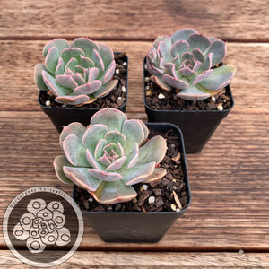 Echeveria tolimanensis x Topsy Turvy (limited offer)