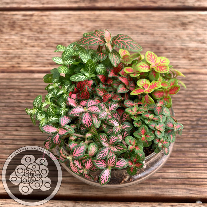 Fittonia Collection - Set of 6