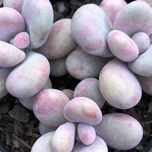 Graptopetalum amethystinum - Lavender Pebbles