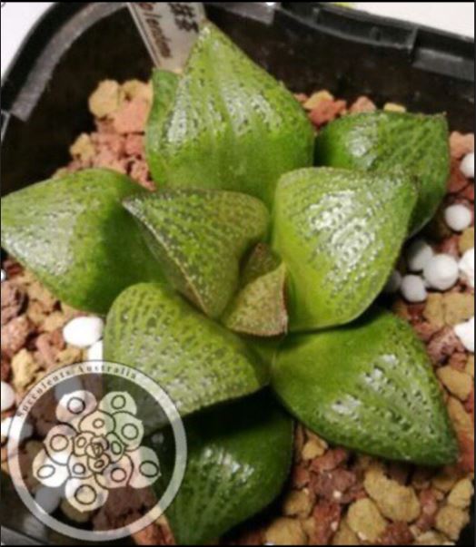 H33_Haworthia splendens "MATCHA" Green Tea