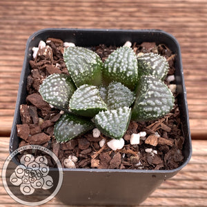 Haworthia wimmi hyb 'The Lord of the Rings'