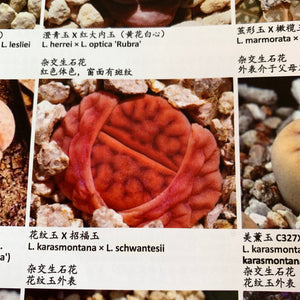 BOOK - Lithops Gallery - 3rd Edition (Australia free shipping)