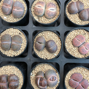 Lithops Special Seedlings