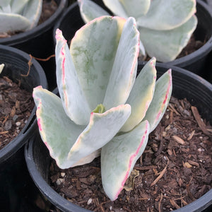 Cotyledon orbiculata variegata