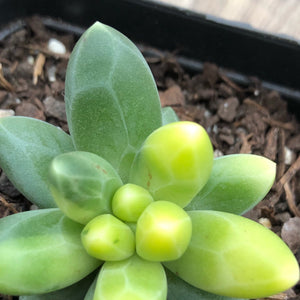 Pachyphytum Chiseled Stones Variegated