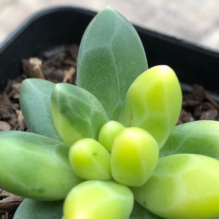 Pachyphytum Chiseled Stones Variegated