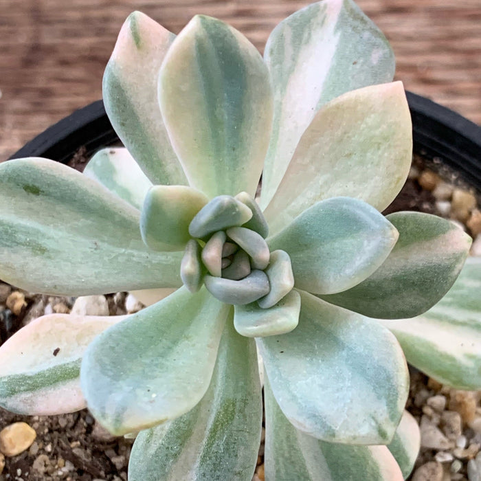 Pachyveria light and lovely variegata