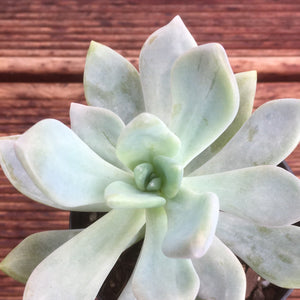 Pachyveria Light and Lovely