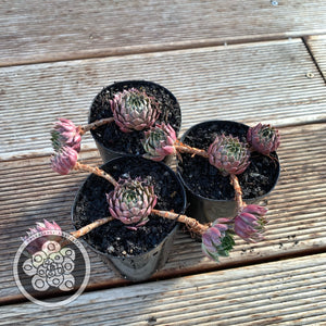 Sempervivum marmoreum brunneifolium
