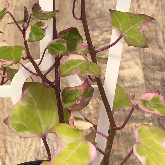 Senecio macroglossus variegata -Wax Vine