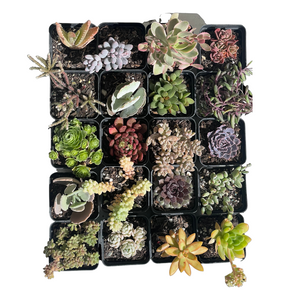 Succulents Value Buster Pack
