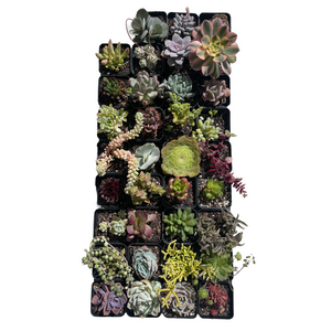 Succulents Value Buster Pack