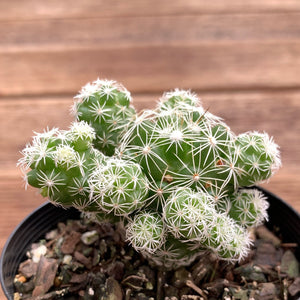 Thimble Cactus - Mammillaria gracilis fragilis