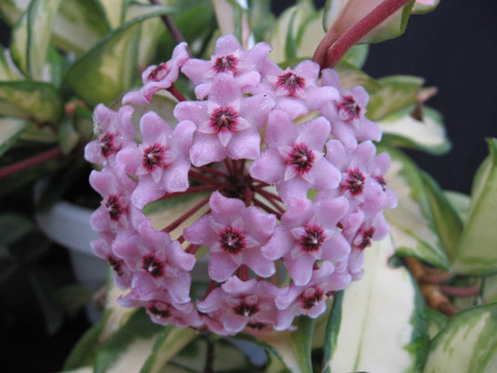 Hoya carnosa (Pink Flowers) - Wax Plant
