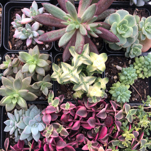 Succulents Multi-Head Value buster pack
