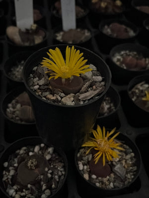 Lithops Special Seedlings