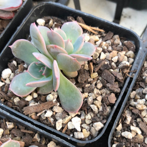 Echeveria tolimanensis x Topsy Turvy  (limited offer)