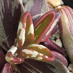 Lenophyllum guttatum variegata