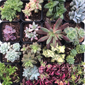 Succulents Multi-Head Value buster pack