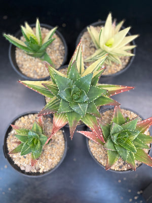 Aloe Mitriformis Variegata