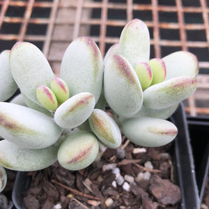 Cotyledon Oophylla - Asian Round Form